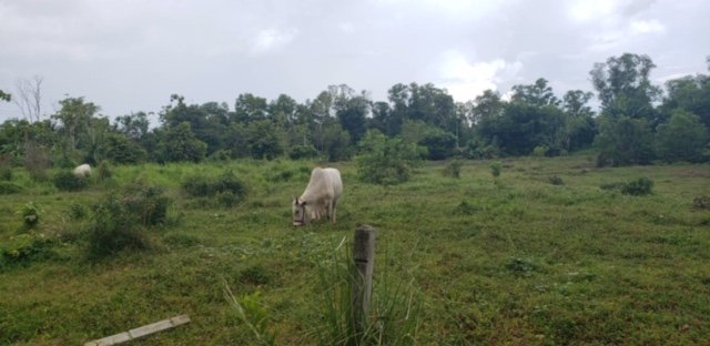 Land in Mai Khao for Sale 3003353826