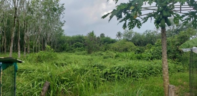 Land in Mai Khao for Sale 3288644212